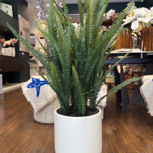 Pianta Felce XL