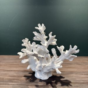 White Coralle